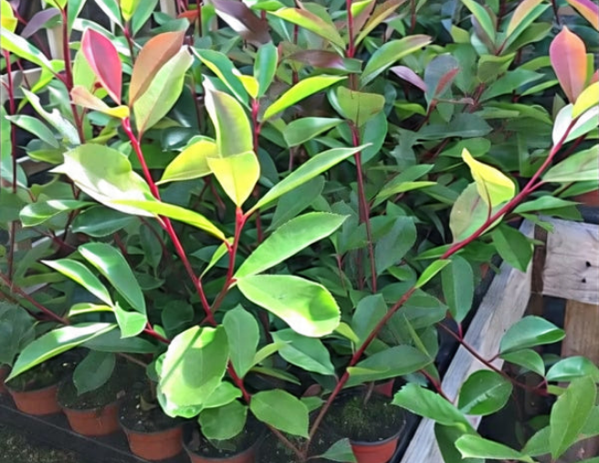 10 Red Robin Hedging Photinia Evergreen Plants Fast Growing 25-40cm Potted CorbyCart