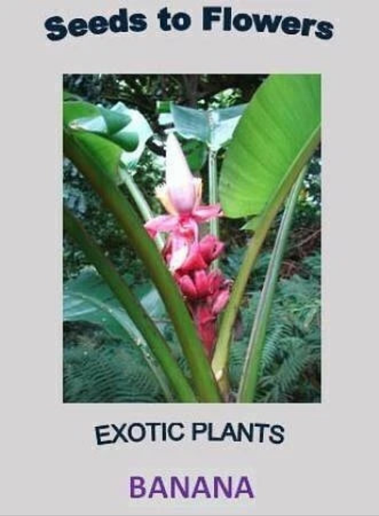 Banana Musa velutina 20 seeds Corbycart