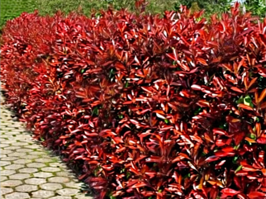 100 Red Robin Hedging Photinia Evergreen Plants Fast Growing 25-40cm Potted CorbyCart