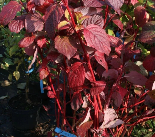 10 Red Dogwood 2-3ft Hedging Plants, Beautiful Red Bark Cornus Alba Sibirica CorbyCart