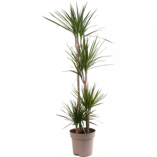 Dragon Tree Large Indoor House Plant Real Evergreen Tall Exotic Big Rare Plants Corbycart