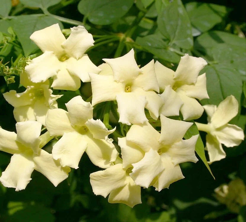 JASMINE JASMINUM CLIMBER PLANT CLOTTED CREAM 9CM POT CorbyCart