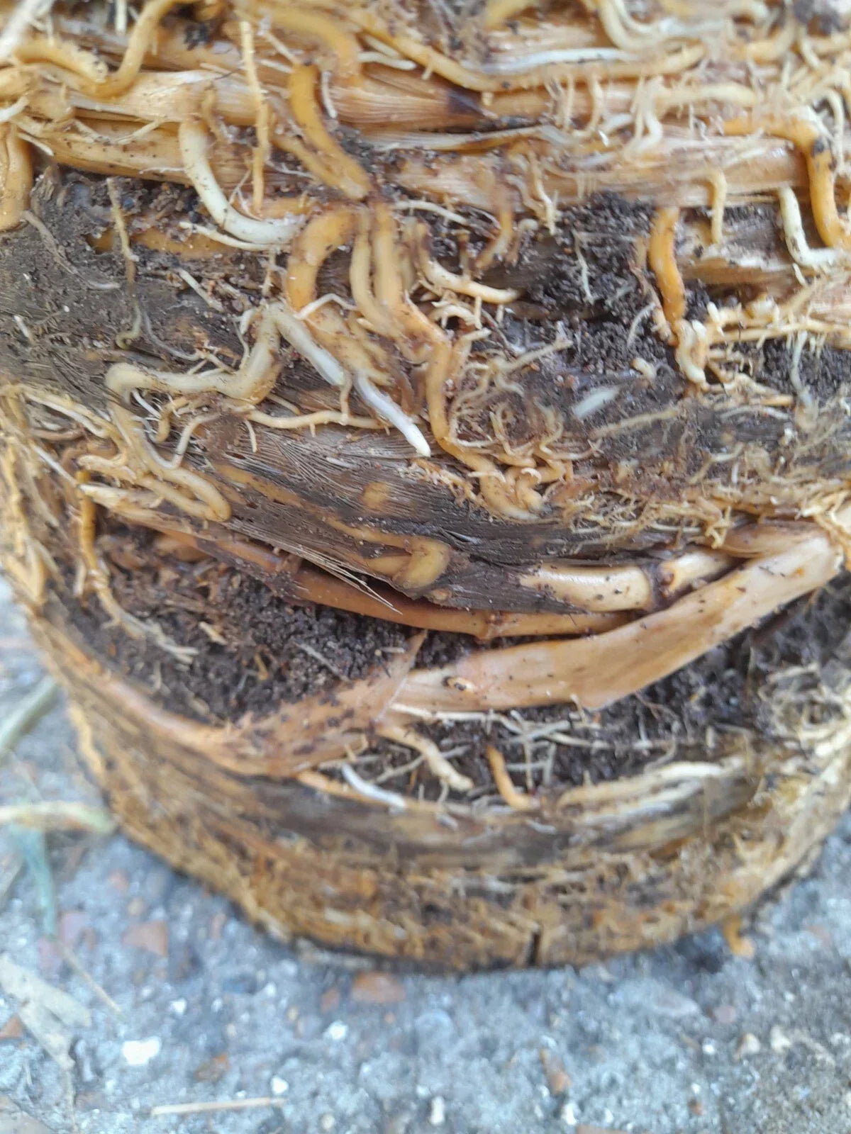 Phyllostachys bissetii bamboo clump screening JUMBO LIVE ROOT BALL approx 5-6ft Corbycart