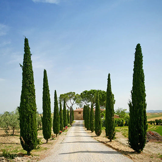 Single 90-120cm Italian Cypress Trees Ornamental Evergreen Shrubs, 20cm pot Corbycart