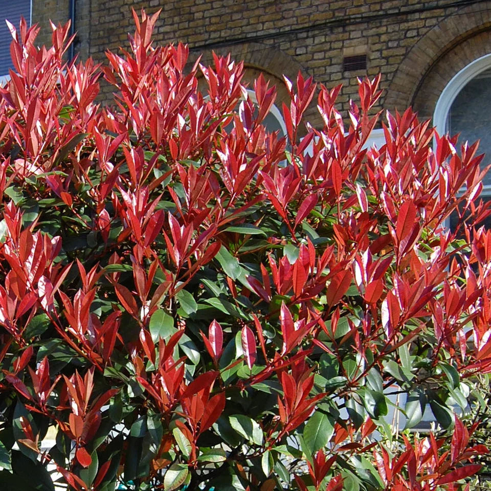 Photinia 'Little Red Robin' Standard Tree 70-80cm Corbycart
