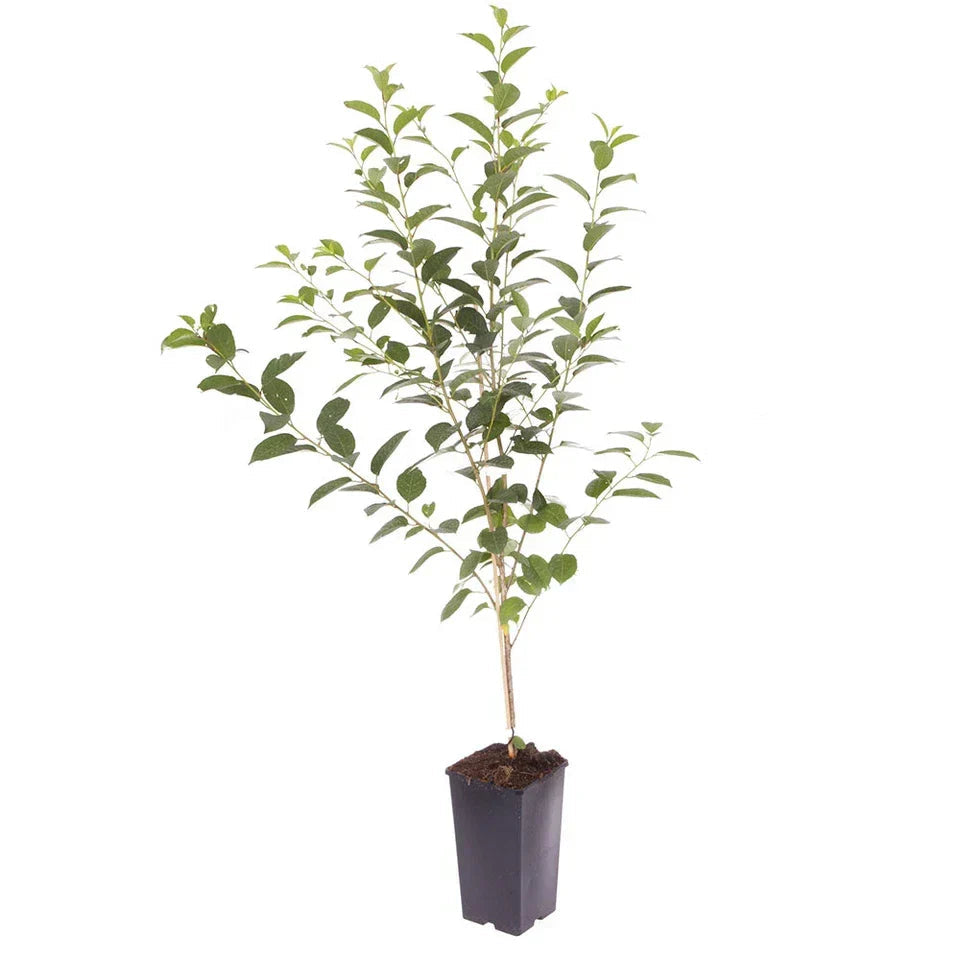 Cherry Bush 'Porthos' Prunus Avium Plant in 3L Pot Corbycart