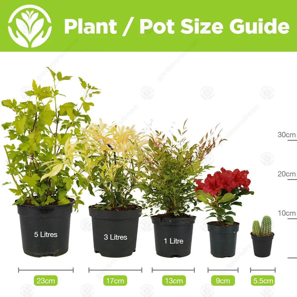 Spathiphyllum 'Peace Lily' House Plant - Live Indoor House Potted Tree In 9cm Corbycart