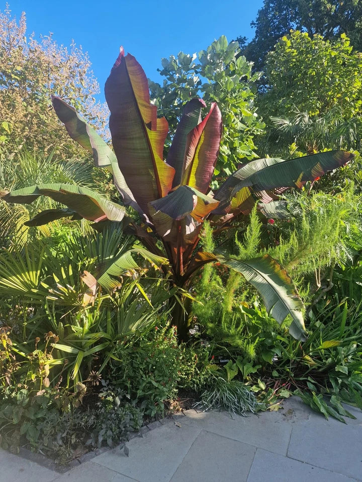Ensete ventricosum Maurelii - Red Abyssinian Banana - Plant in 5 L Pot Corbycart