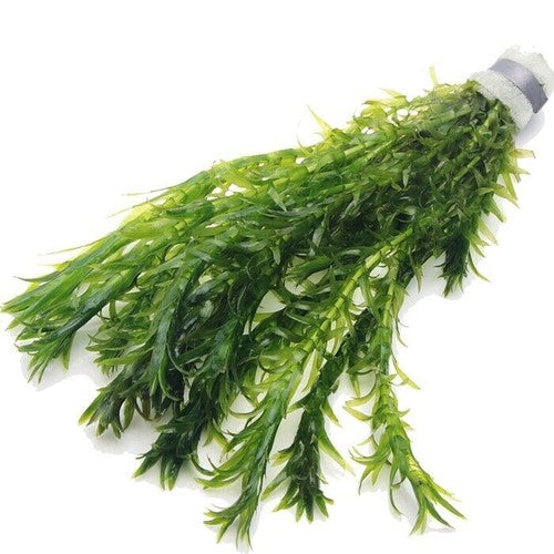 10 x Elodea Densa Oxygenating Pond Water Aquarium Live Plants Egeria Corbycart