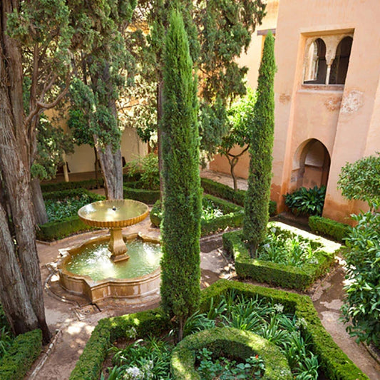 Pair of Italian Cypress Trees 90-120cm Tall, Ornamental Evergreen Shrubs Potted Corbycart