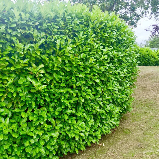 50 Cherry Laurel Hedging 45-60cm Tall Potted