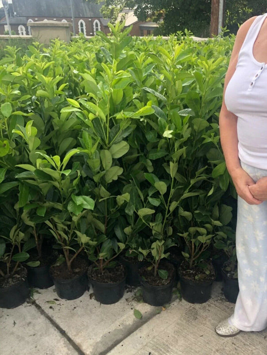 10 x 5-6ft Potted Cherry Laurel Hedge Plants (Multi-Buy Offers Available) CorbyCart