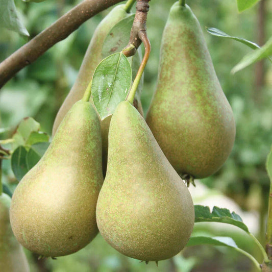 Pear Fruit Tree Plant Garden Standard Patio Hardy Conference 1 x 9cm Pots Corbycart