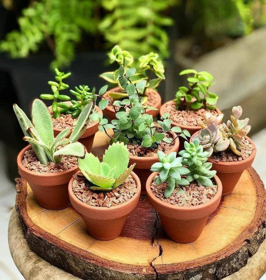 10 Mixed Indoor Plants - 5 Succulents & 5 Cactus Mini Houseplants in 5.5cm Pots Corbycart