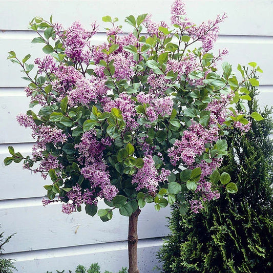 Standard Lilac Trees, Syringa Palibin, Double Flowering, 90-120cm, 3L Pots Corbycart