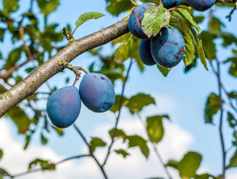Czar Plum Tree 4-5ft Self Fertile,Ready to Fruit,Good For Cooking or Eating Corbycart