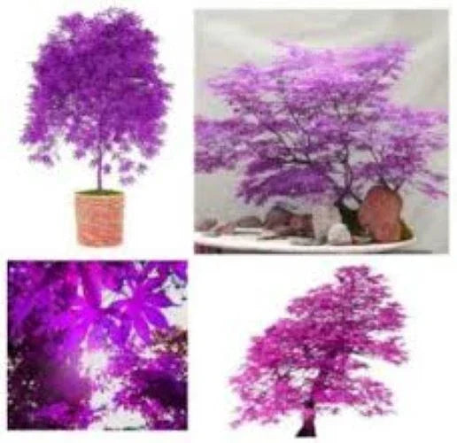 Seeds Purple Ghost Japanese Maple Bonsai Tree Corbycart