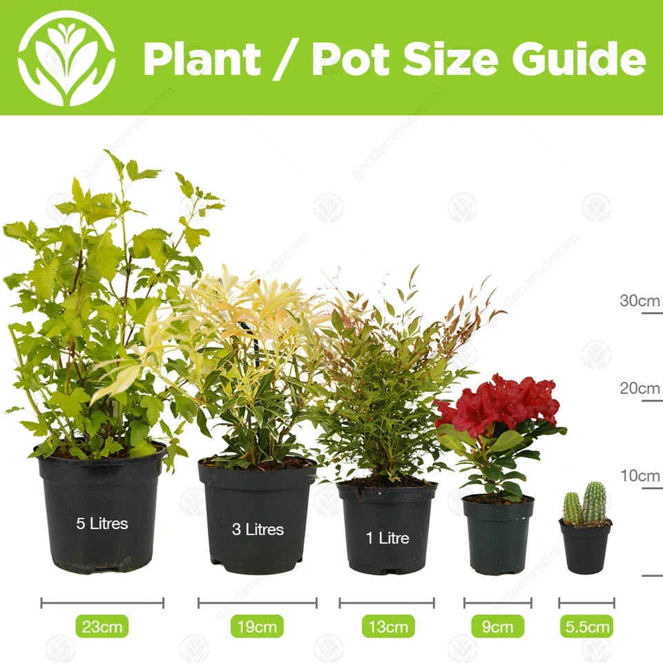 Cactus Mix - 10 Plants - House / Office Live Indoor Pot Plant - Ideal Gift Corbycart