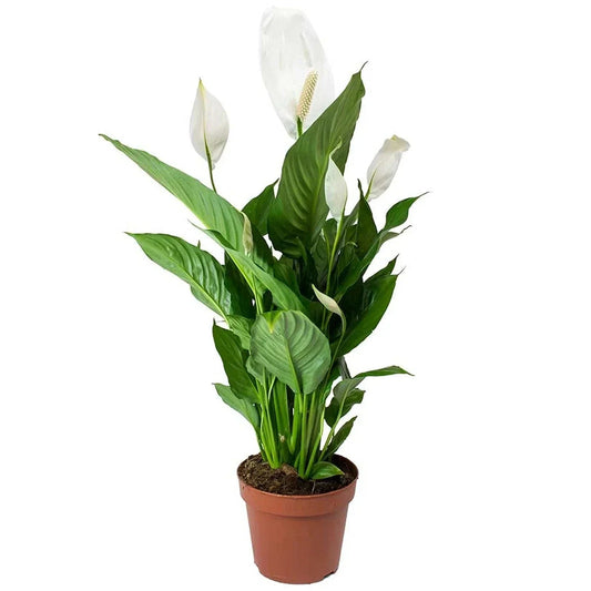 Spathiphyllum 'Peace Lily' House Plant - Live Indoor House Potted Tree In 9cm Corbycart