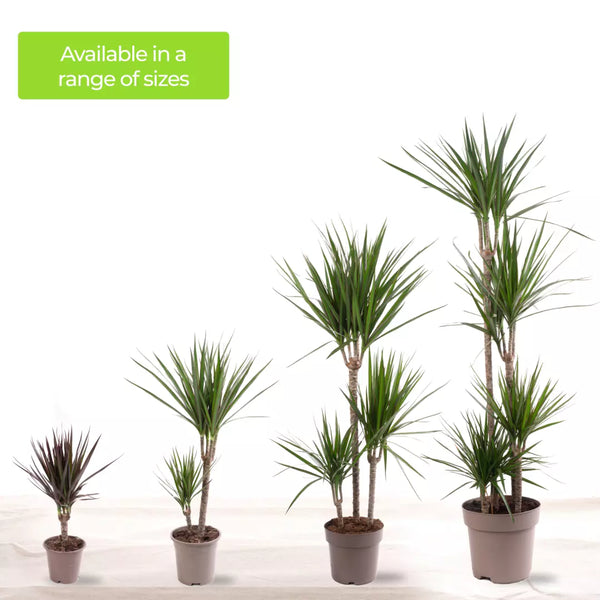 Dragon Tree Large Indoor House Plant Real Evergreen Tall Exotic Big Rare Plants Corbycart