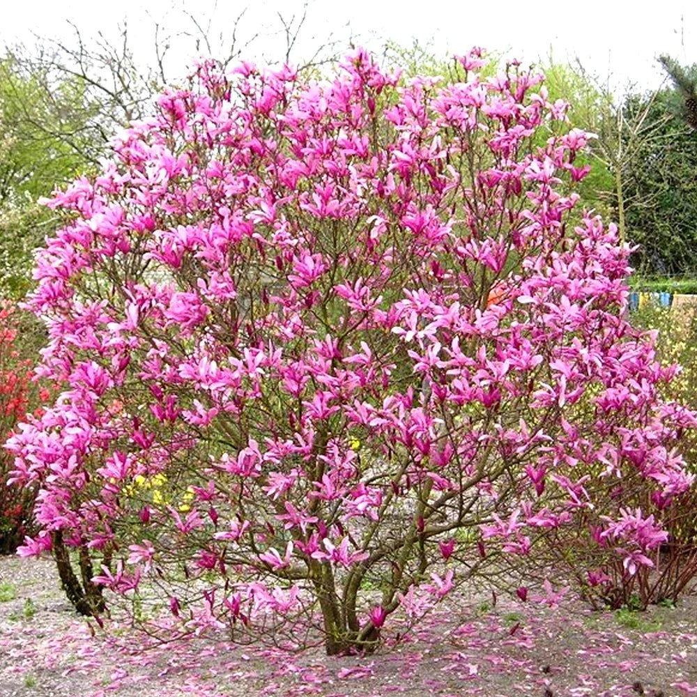 Pair Of Magnolia Betty Deciduous Hardy Garden Shrub Fuchsia Pink Flowers in 9cm Pot Corbycart