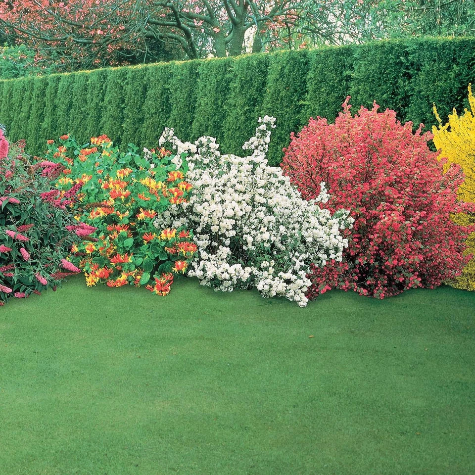 5 x Mixed Established Garden Shrubs In 9cm Pots Corbycart