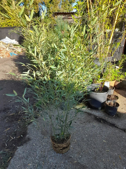 Phyllostachys bissetii bamboo clump screening JUMBO LIVE ROOT BALL approx 5-6ft Corbycart