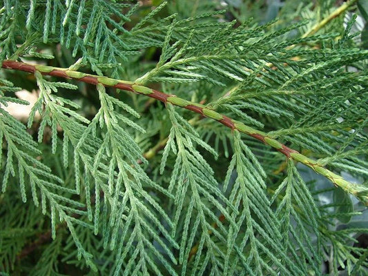 10x Large 4-5ft Green Leylandii Evergreen Hedging Plants - 3L Potted CorbyCart