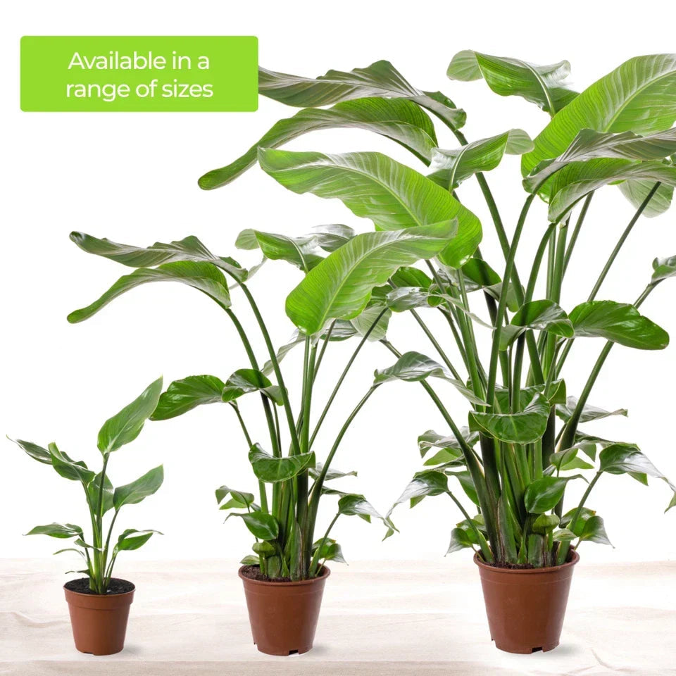 Strelitzia Nicolai Large Indoor House Plant Real Evergreen Tall Exotic Plants Corbycart