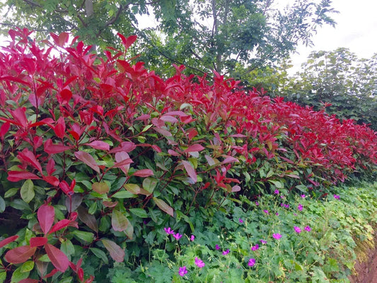 10 Red Robin Hedging Photinia Evergreen Plants Fast Growing 25-40cm Potted CorbyCart