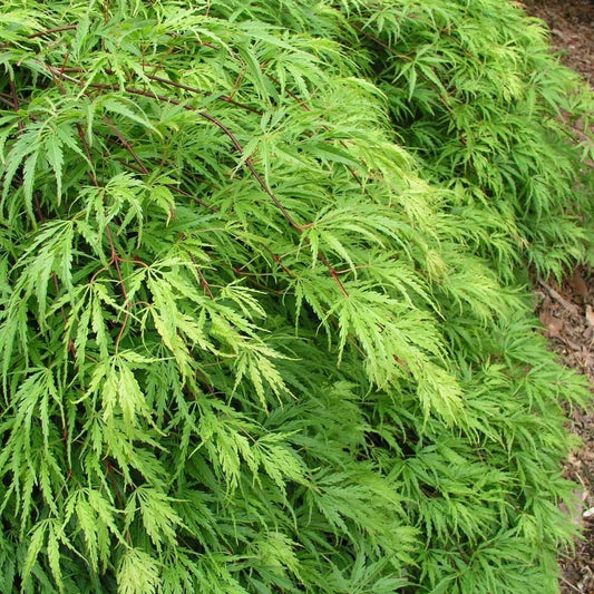 Acer 'Emerald Lace' Japanese Maple Plant - 25-35cm in Height Ready to Plant Corbycart