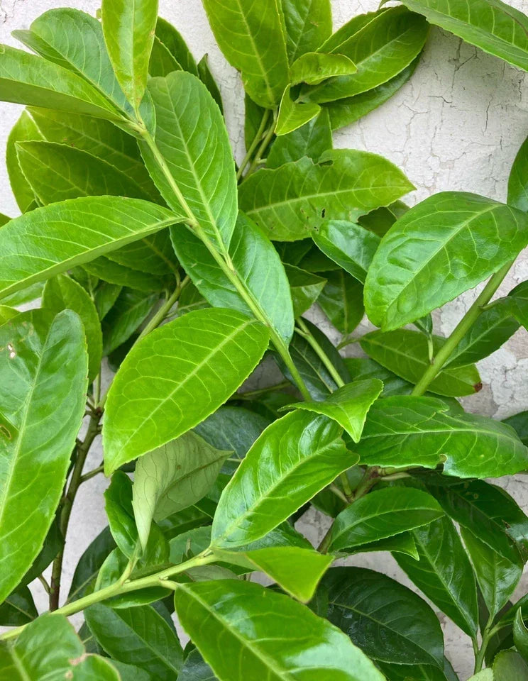 10x 6-7ft INSTANT Hedge Cherry Laurel Healthy Established Evergreen CorbyCart
