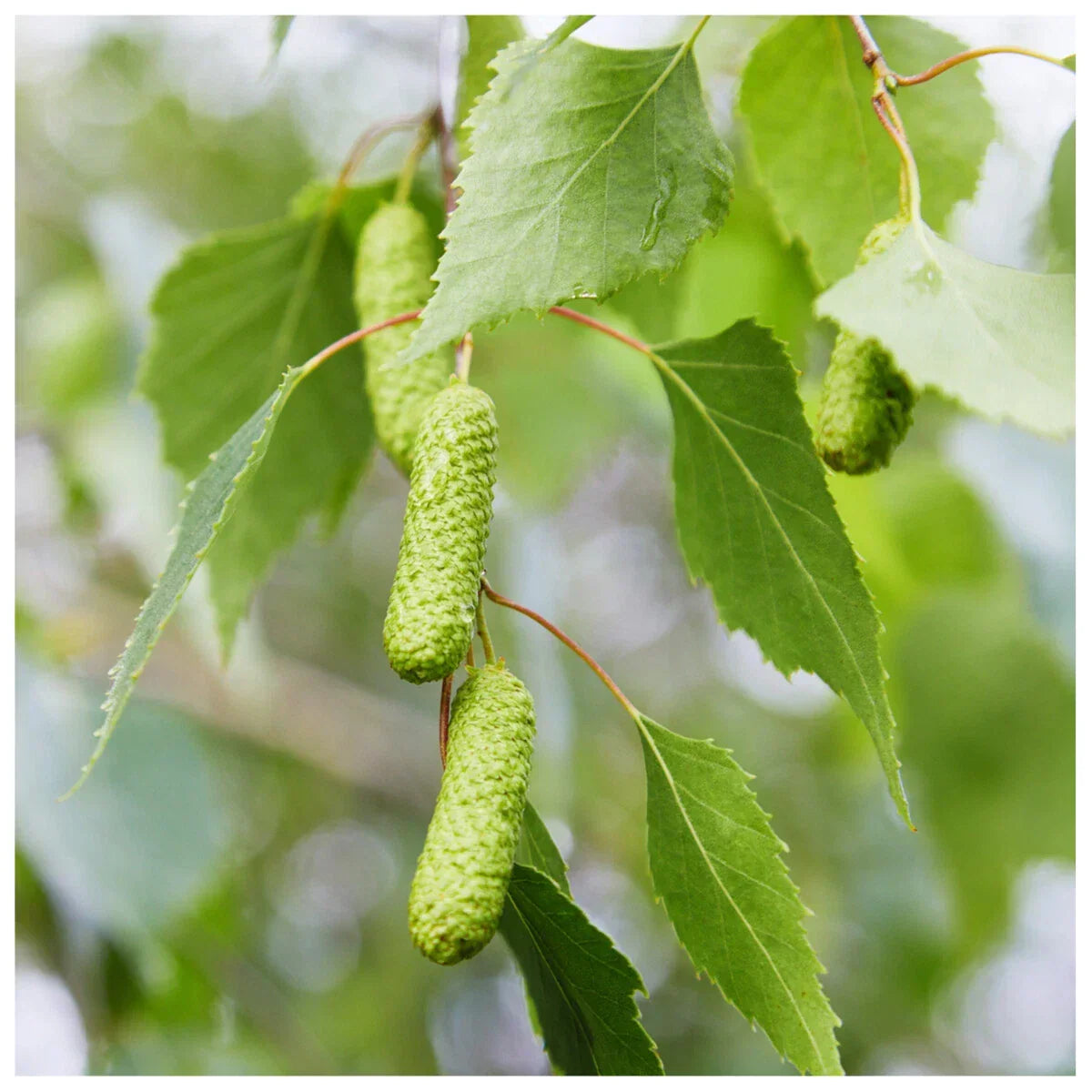10 Silver Birch Native Trees 3-4ft Hedges Betula Pendula, 2 Yr Old & Feathered CorbyCart