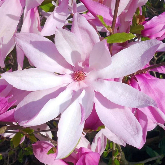 Pair Of Magnolia Betty Deciduous Hardy Garden Shrub Fuchsia Pink Flowers in 9cm Pot Corbycart