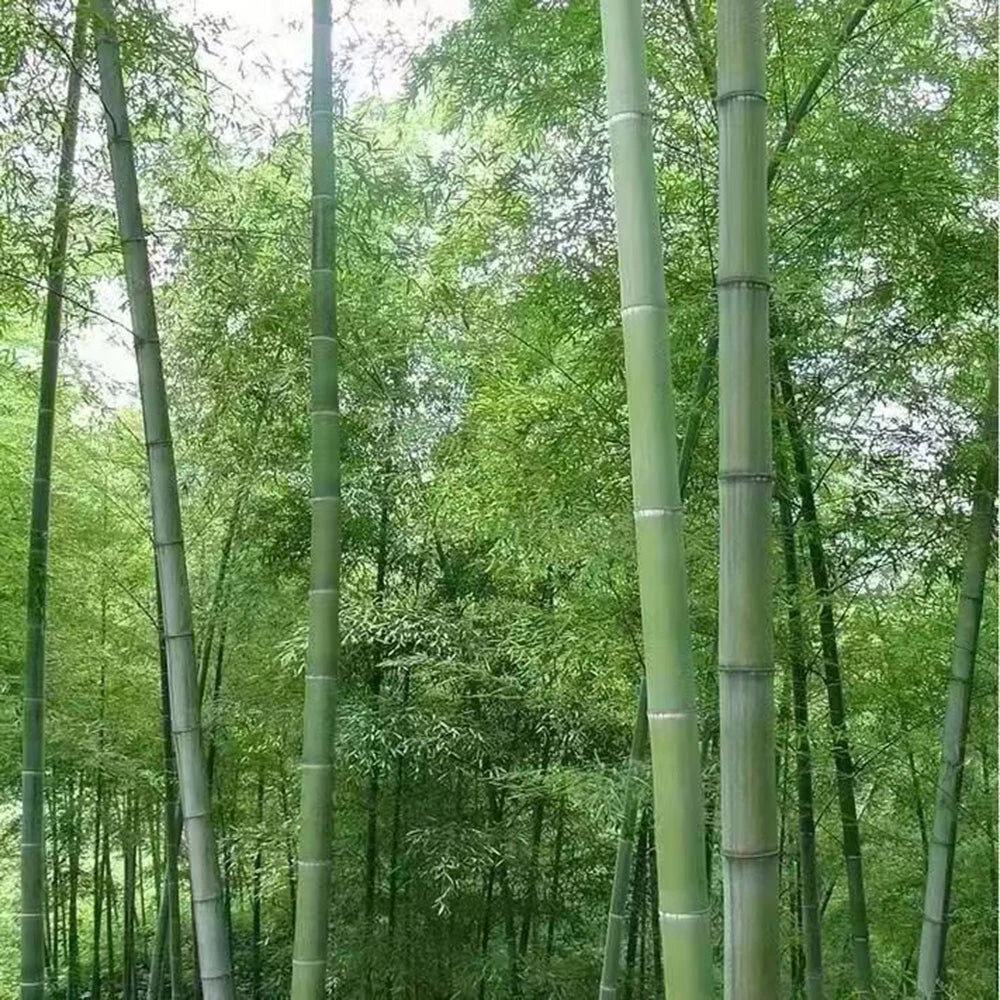 Giant Moso Bamboo Seeds, Phyllostachys Pubescens Edulis CorbyCart