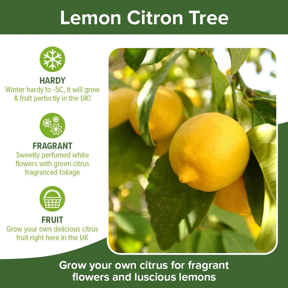 Citrus Fruit Tree, Lemon Citron, Fragrant Evergreen, 7?9cm Pot, Grow Your Own Corbycart