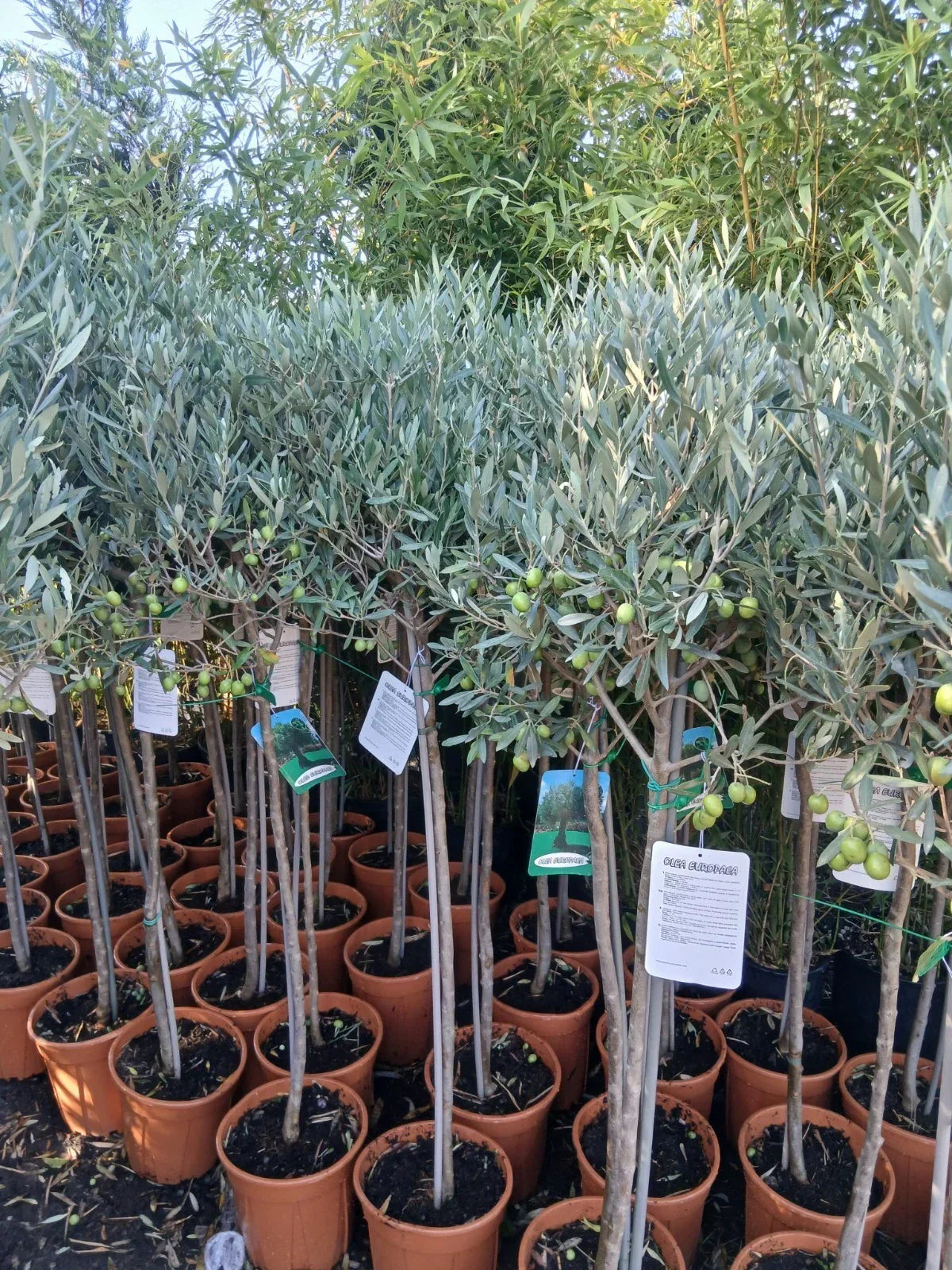 Olive Tree Large Approx 160cm Tall 25L UK Hardy Evergreen Patio Plant Healthy Corbycart
