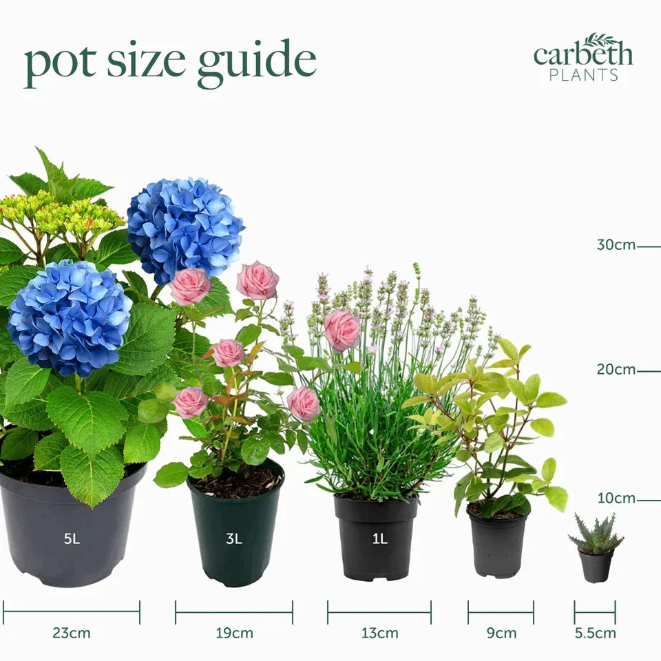 10 Mixed Indoor Plants - 5 Succulents & 5 Cactus Mini Houseplants in 5.5cm Pots Corbycart