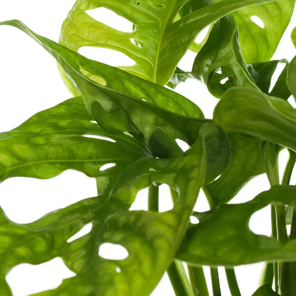 Vibrant Monstera Obliqua Monkey Leaf Indoor Potted Houseplant 20-30cm with Pot CorbyCart
