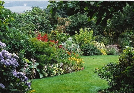 5 x Mixed Established Garden Shrubs In 9cm Pots Corbycart