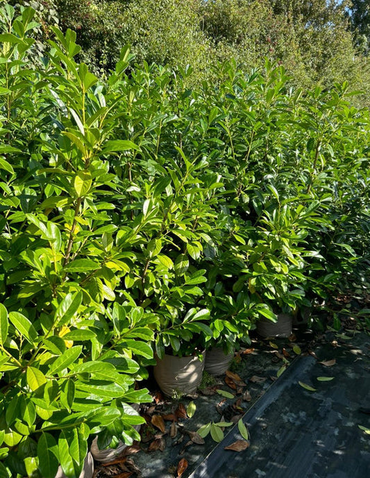 10x 6-7ft INSTANT Hedge Cherry Laurel Healthy Established Evergreen CorbyCart