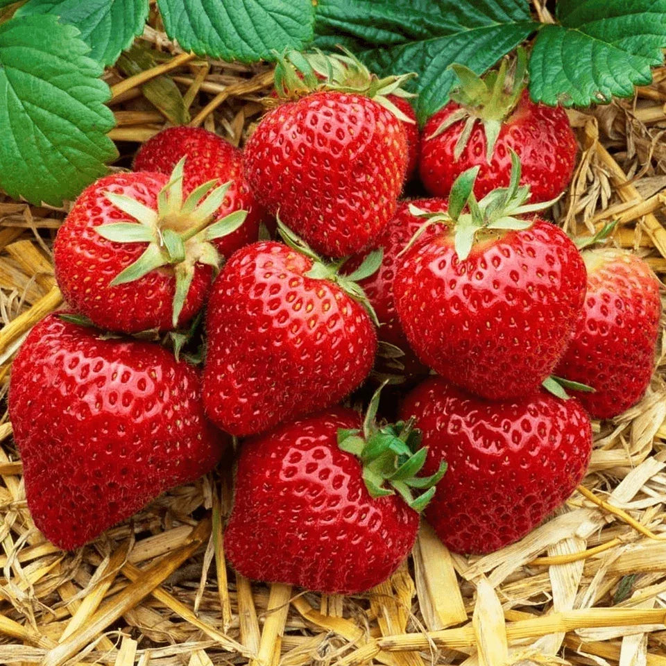 Strawberry Honeoye Fruit Plants - Hardy Garden Bushes in 9cm Pots Corbycart