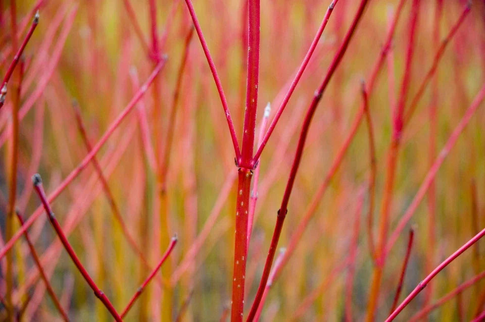 10 Red Dogwood 2-3ft Hedging Plants, Beautiful Red Bark Cornus Alba Sibirica CorbyCart