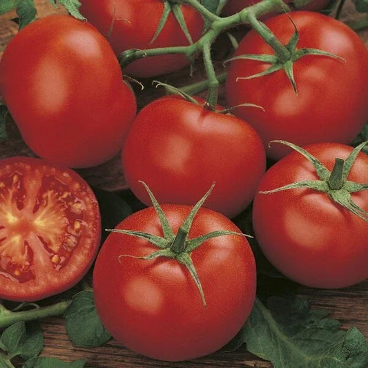 3 × Tomato ‘Moneymaker’ Plug Plants – READY NOW! CorbyCart