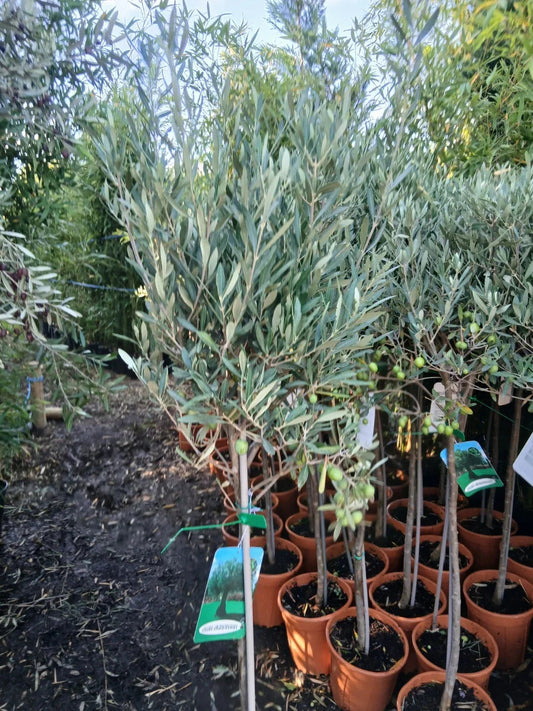 Olive Tree Large Approx 150cm+/- Tall 10L UK Hardy BIG HEADS Corbycart