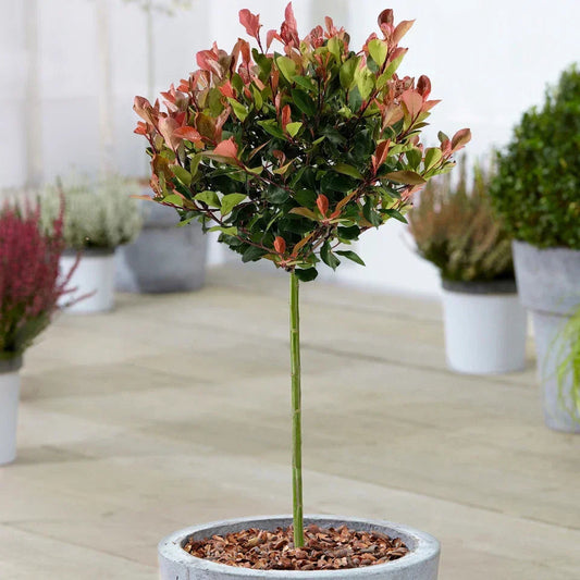 Photinia 'Little Red Robin' Standard Tree 70-80cm Corbycart