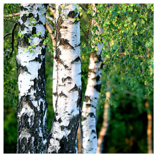 10 Silver Birch Native Trees 3-4ft Hedges Betula Pendula, 2 Yr Old & Feathered CorbyCart