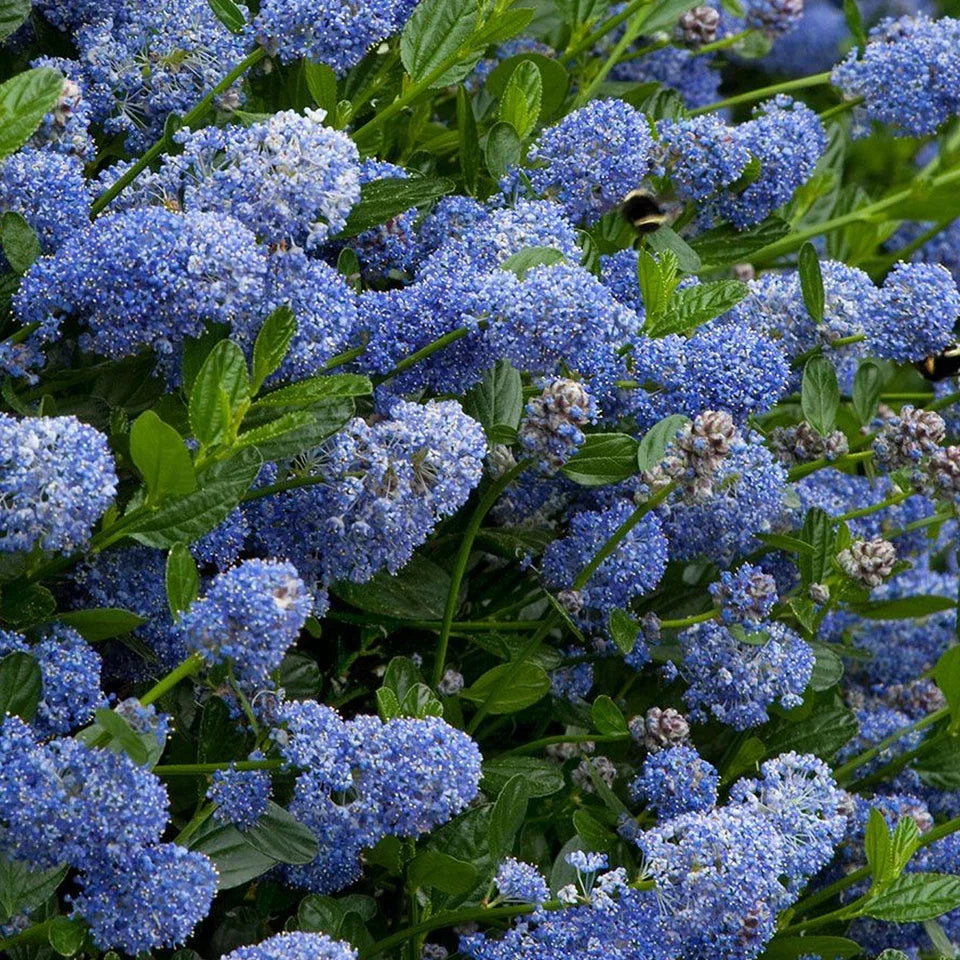 Ceanothus Victoria Tree / potted California Wild lilac trees 70_80cm Corbycart