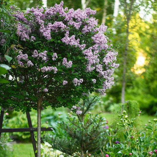 Standard Lilac Trees, 2 x Syringa Palibin, Double Flowering, 90-120cm, 3L Pots Corbycart
