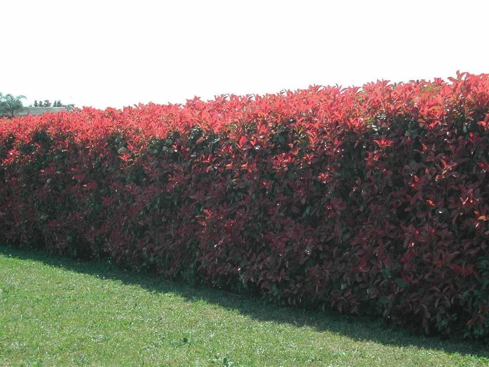 100 Red Robin Hedging Photinia Evergreen Plants Fast Growing 25-40cm Potted CorbyCart